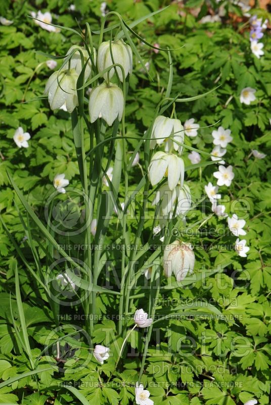 Fritillaria Alba (Crown Imperial or Kaiser's Crown) 2