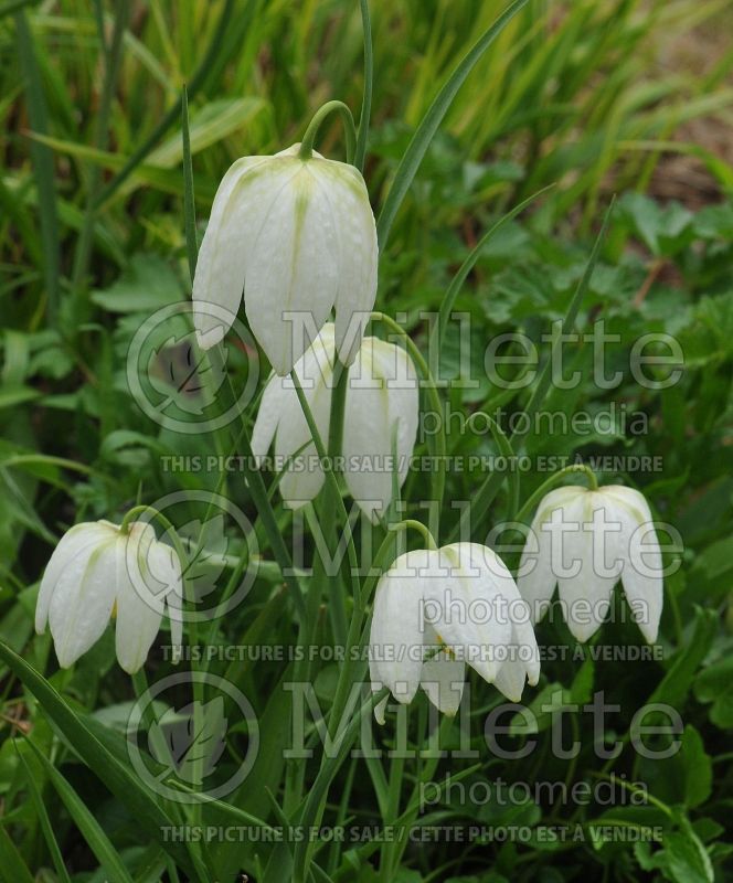 Fritillaria Alba (Crown Imperial or Kaiser's Crown) 3