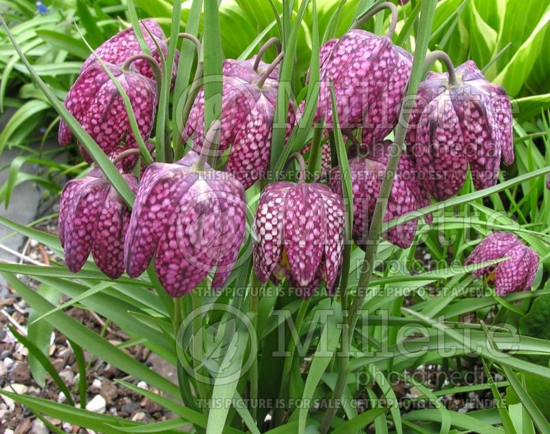 Fritillaria meleagris (snake's head fritillary, checkered lily) 1