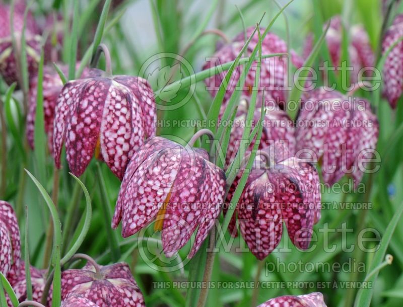 Fritillaria meleagris (snake's head fritillary, checkered lily) 2