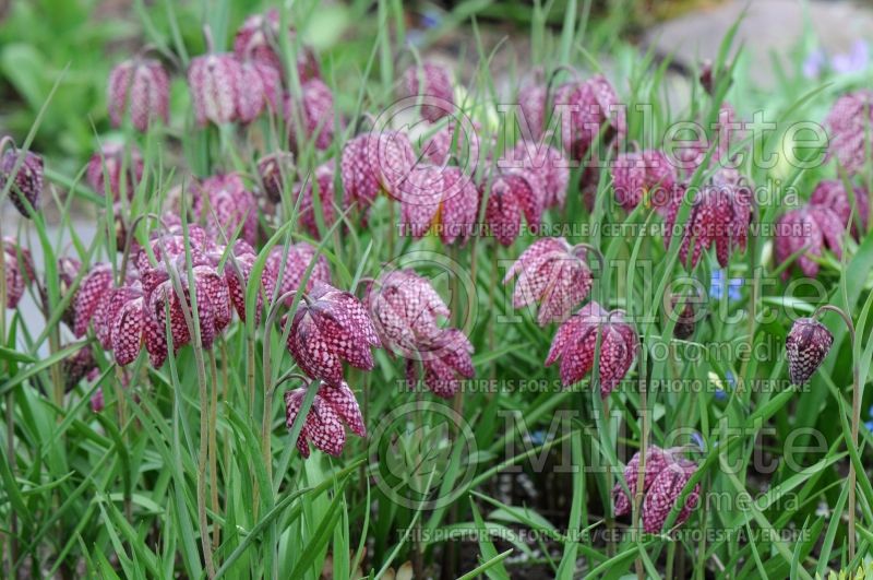 Fritillaria meleagris (snake's head fritillary, checkered lily) 3