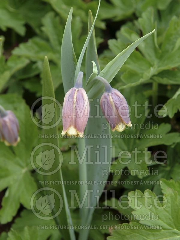 Fritillaria michailovskyi (Crown Imperial or Kaiser's Crown) 4