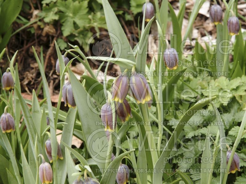 Fritillaria michailovskyi (Crown Imperial or Kaiser's Crown) 5