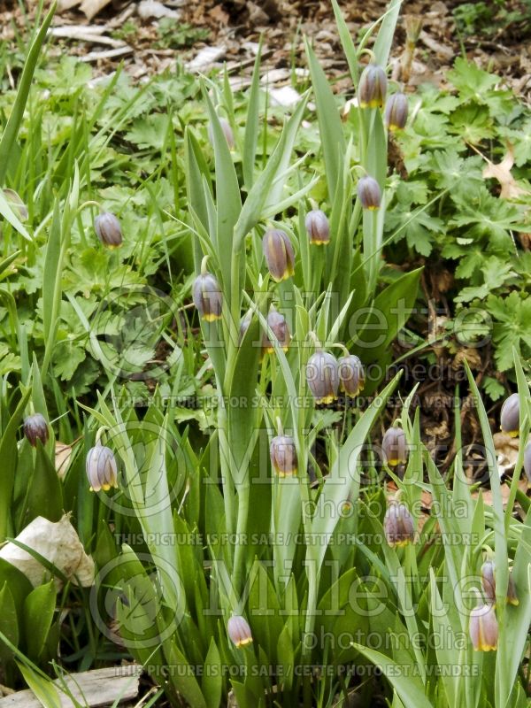 Fritillaria michailovskyi (Crown Imperial or Kaiser's Crown) 6