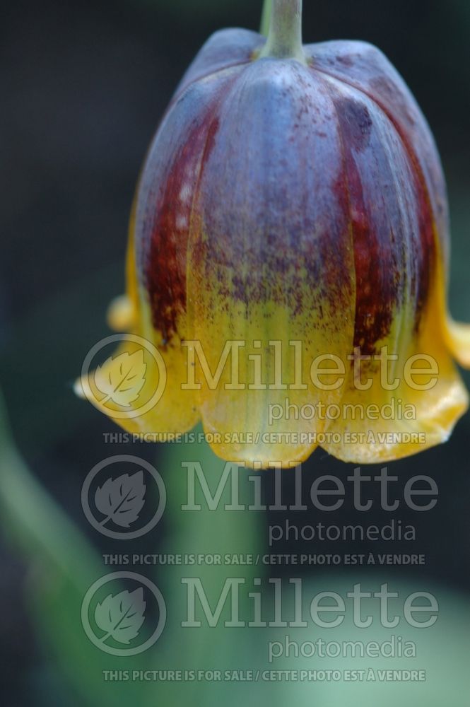 Fritillaria michailovskyi (Crown Imperial or Kaiser's Crown) 9