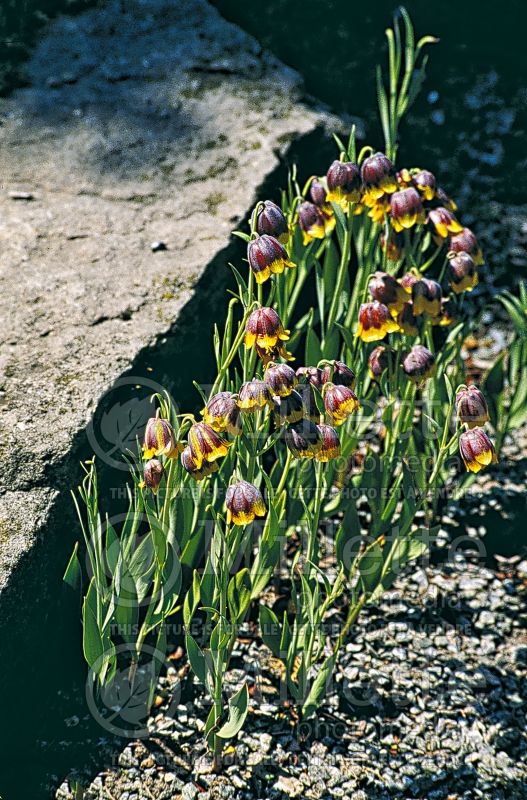 Fritillaria michailovskyi (Crown Imperial or Kaiser's Crown) 10