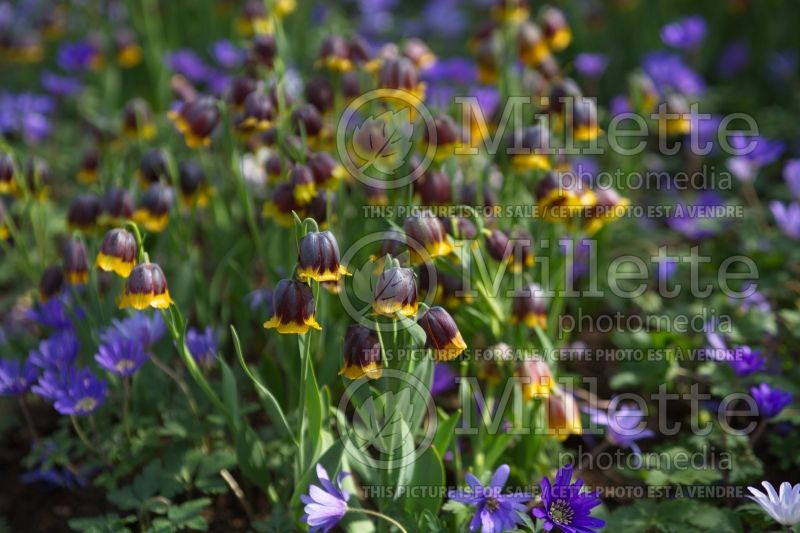 Fritillaria michailovskyi (Crown Imperial or Kaiser's Crown) 3