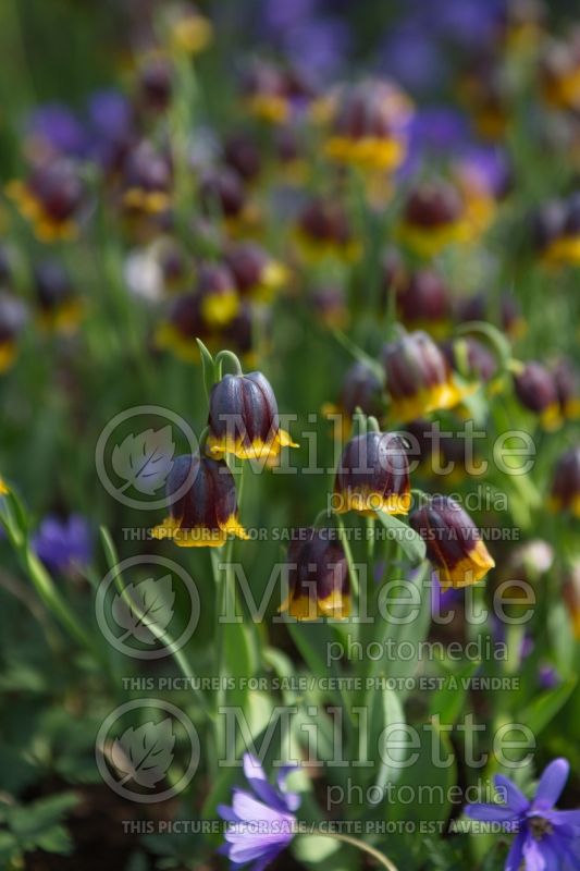 Fritillaria michailovskyi (Crown Imperial or Kaiser's Crown) 11