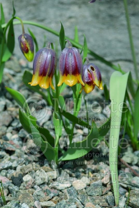 Fritillaria michailovskyi (Crown Imperial or Kaiser's Crown) 12