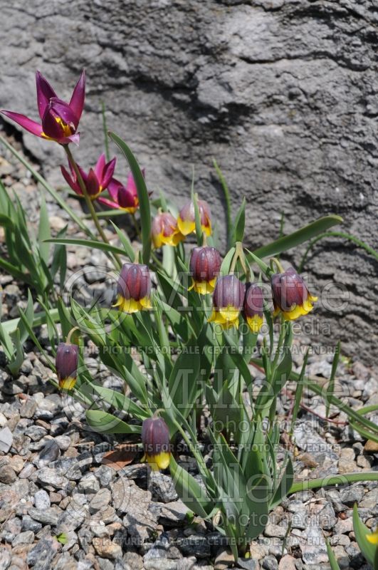 Fritillaria michailovskyi (Crown Imperial or Kaiser's Crown) 13