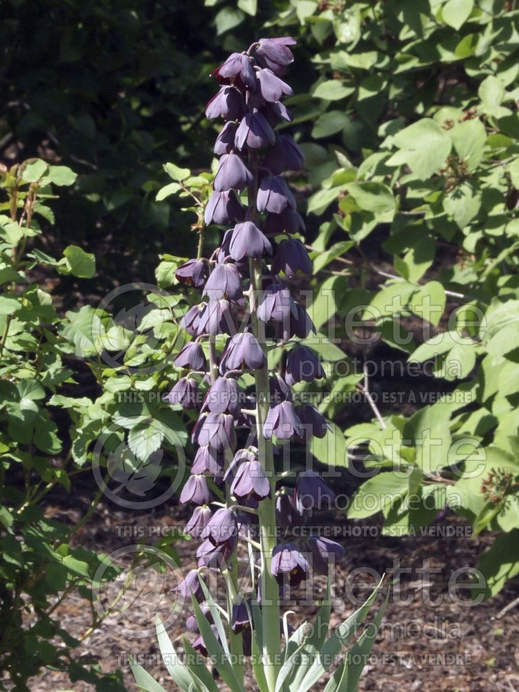 Fritillaria persica (Persian Lily) 7