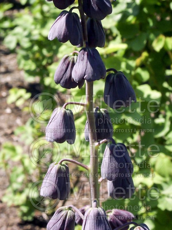 Fritillaria persica (Persian Lily) 8