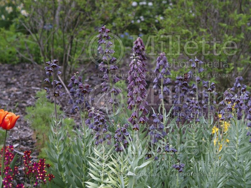 Fritillaria persica (Persian Lily) 10