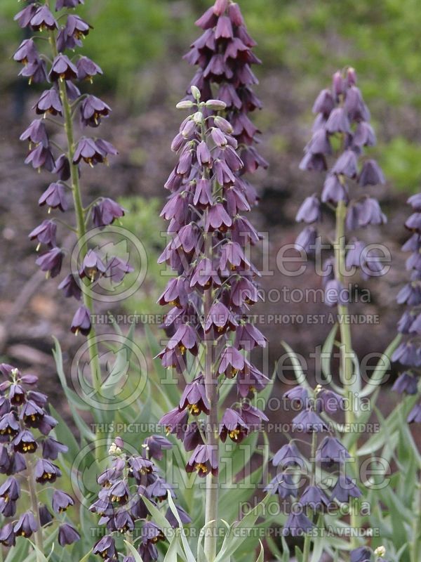 Fritillaria persica (Persian Lily) 12