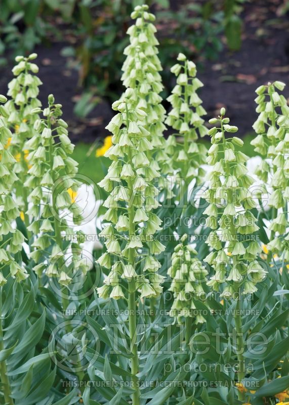 Fritillaria Ivory Bells (Persian Lily) 1