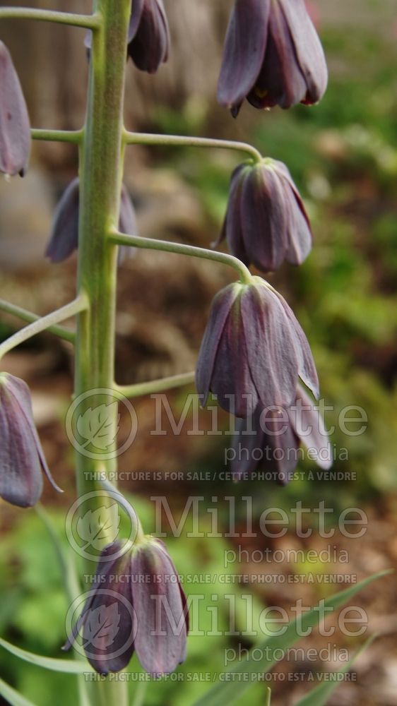 Fritillaria persica (Persian Lily) 14