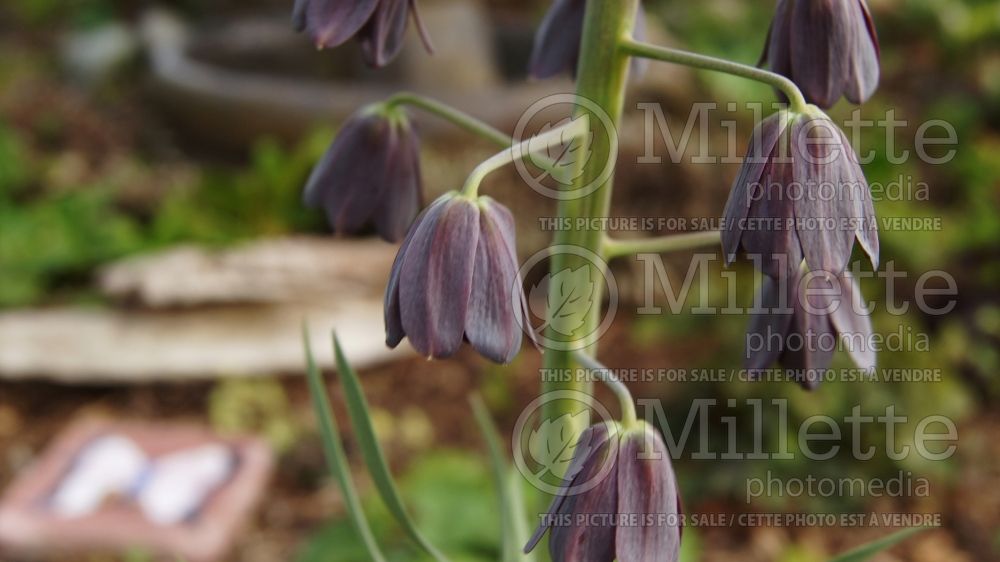 Fritillaria persica (Persian Lily) 13