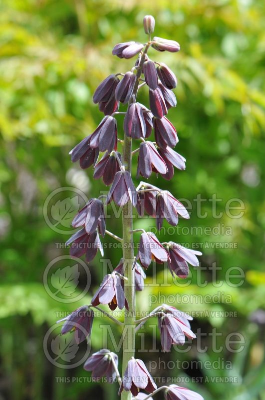 Fritillaria persica (Persian Lily) 3