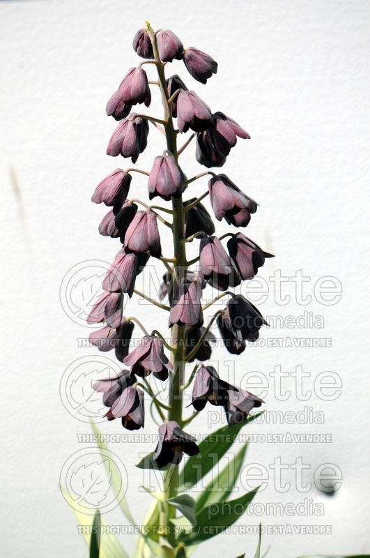 Fritillaria persica (Persian Lily) 4