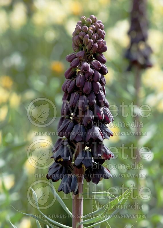 Fritillaria persica (Persian Lily) 1