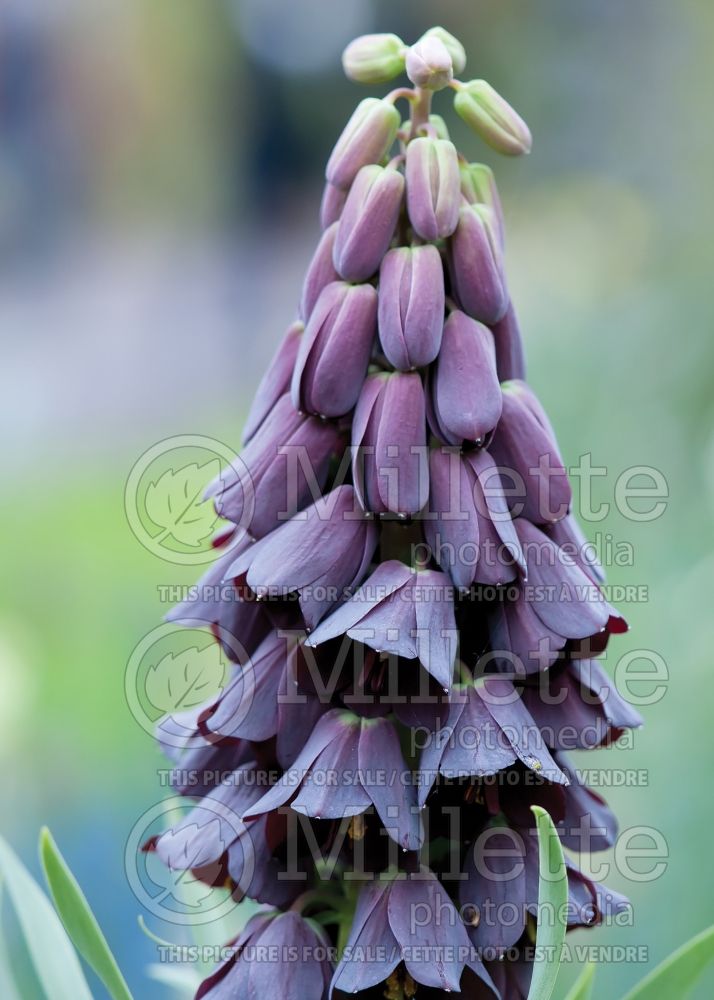 Fritillaria persica (Persian Lily) 2