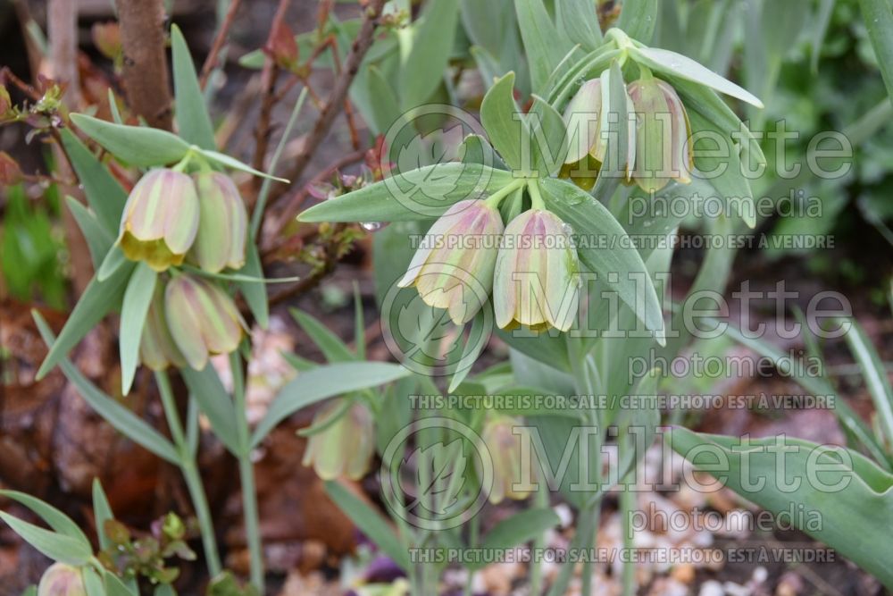 Fritillaria pontica (European Fritillaria) 3