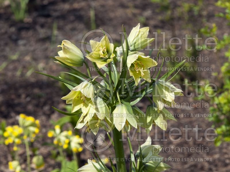 Fritillaria raddeana (Persian Lily) 1