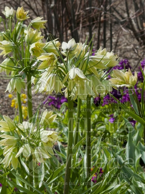 Fritillaria raddeana (Persian Lily) 3