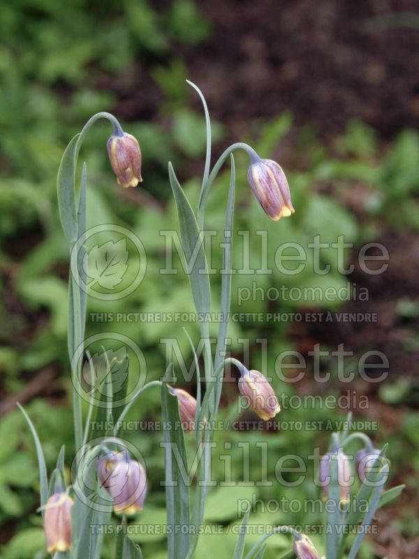 Fritillaria uva-vulpis (pointed-petal fritillary) 3