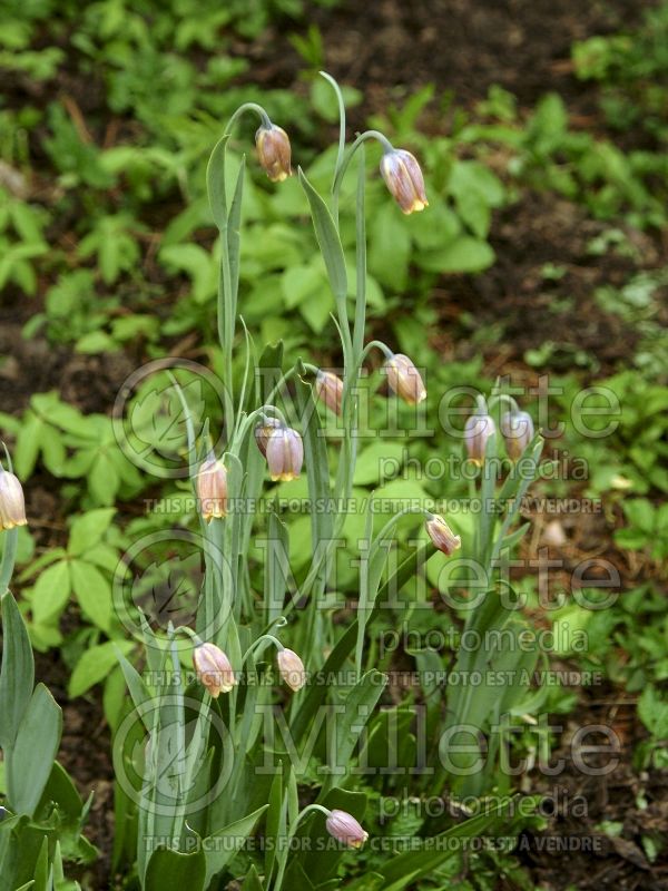 Fritillaria uva-vulpis (pointed-petal fritillary) 4