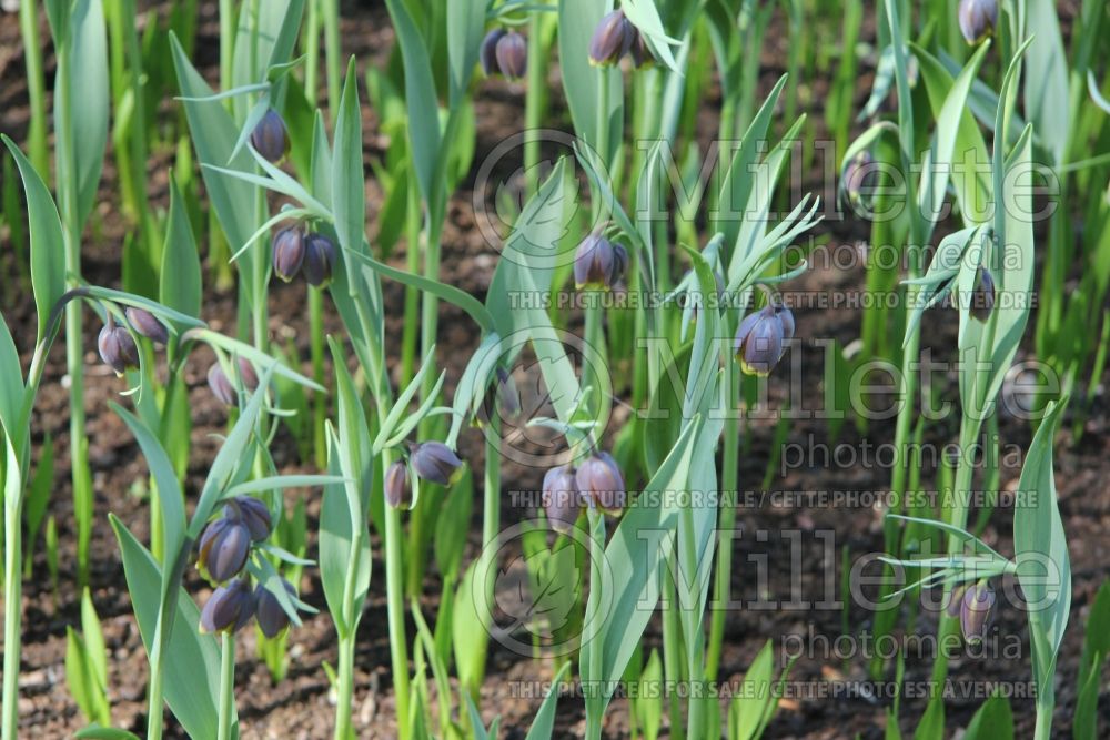 Fritillaria uva-vulpis (pointed-petal fritillary) 5