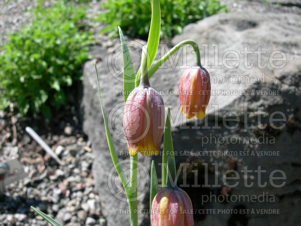 Fritillaria uva-vulpis (pointed-petal fritillary) 9