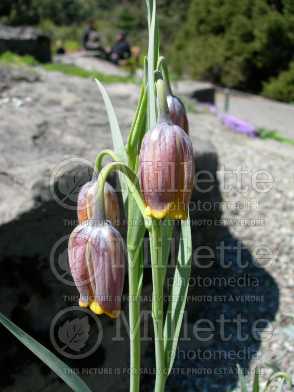 Fritillaria uva-vulpis (pointed-petal fritillary) 8