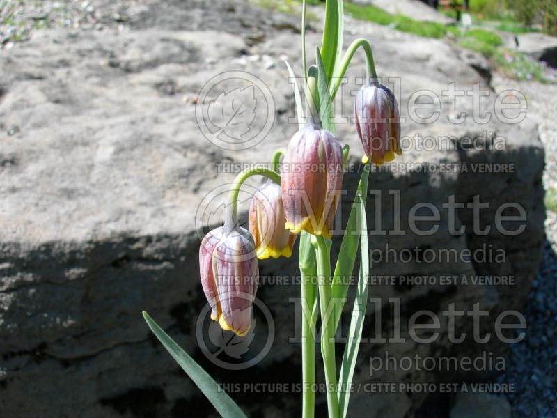 Fritillaria uva-vulpis (pointed-petal fritillary) 7