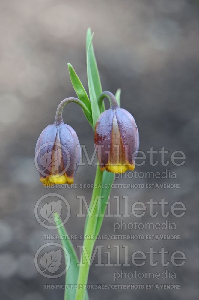 Fritillaria uva-vulpis (pointed-petal fritillary) 1