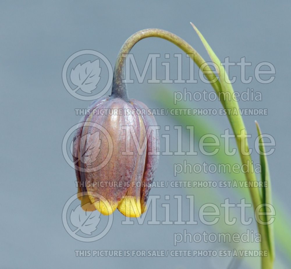 Fritillaria uva-vulpis (pointed-petal fritillary) 2