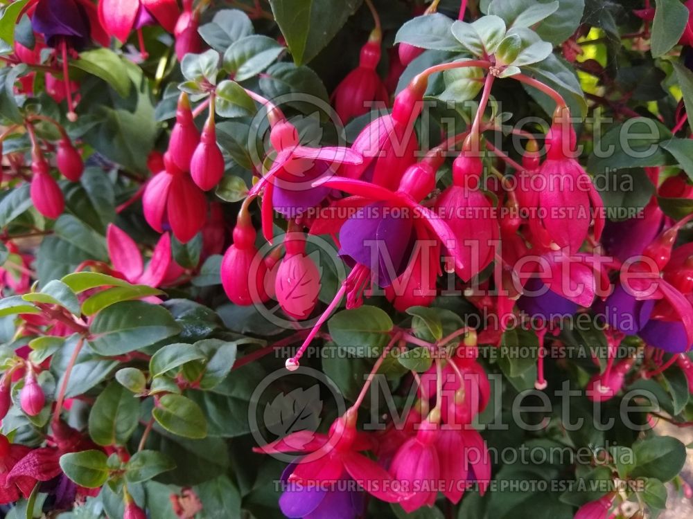 Fuchsia Purple Patch (Fuchsia) 1 