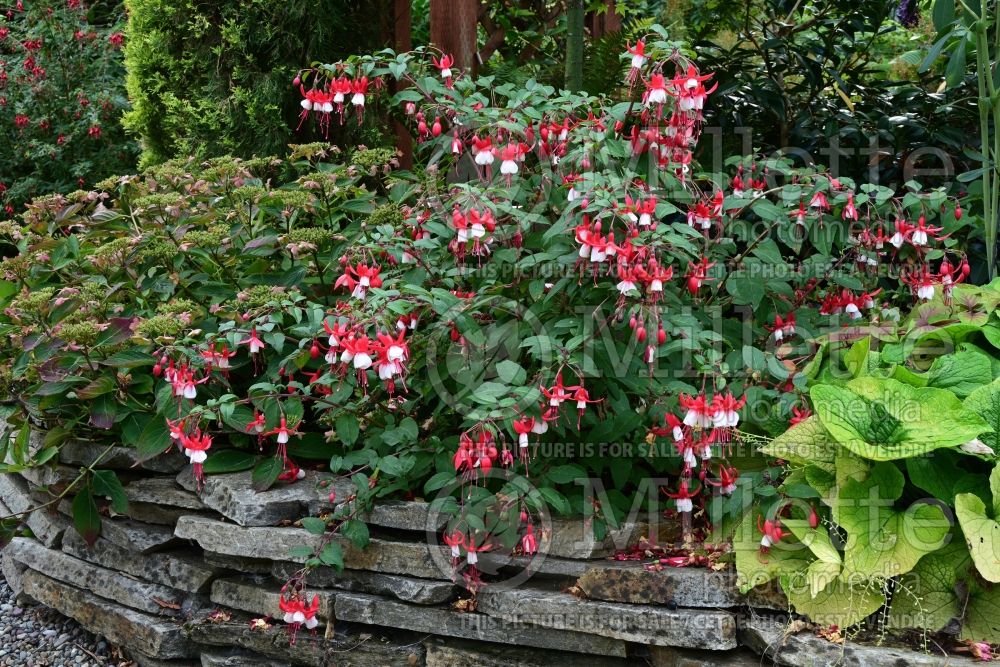 Fuchsia Santa Claus (Fuchsia) 1 