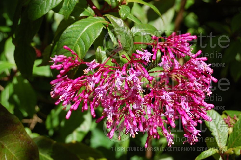 Fuchsia arborescens (Mexican Blueberry) 1 