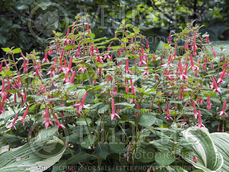 Fuchsia Billy Green (Fuchsia) 1 