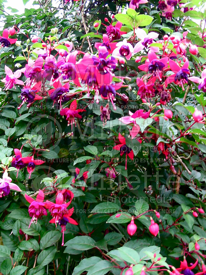 Fuchsia Dark Eyes (Fuchsia) 1 