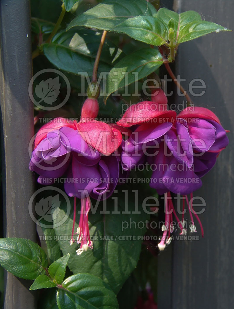 Fuchsia Dark Eyes (Fuchsia) 2 