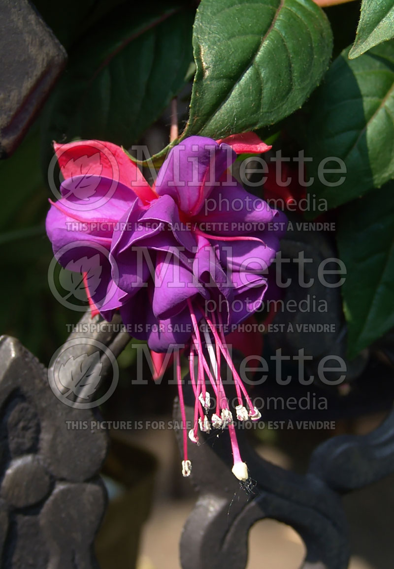 Fuchsia Dark Eyes (Fuchsia) 3 