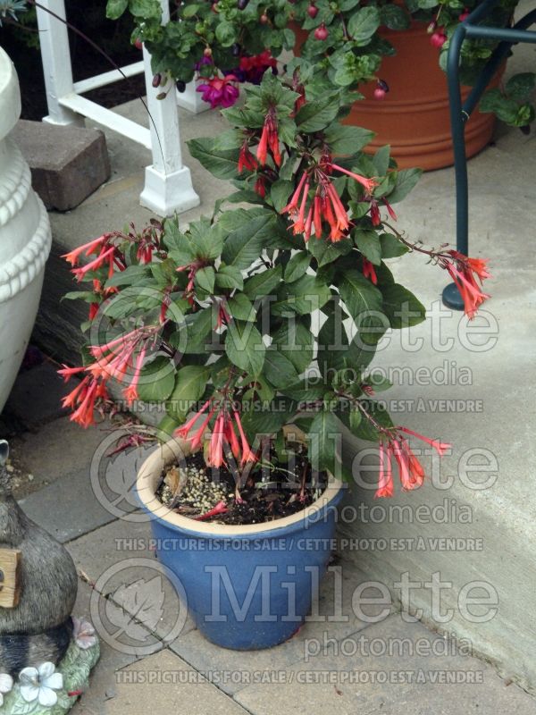 Fuchsia Gartenmeister Bonstedt (Fuchsia) 10