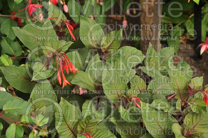 Fuchsia Gartenmeister Bonstedt (Fuchsia)  5