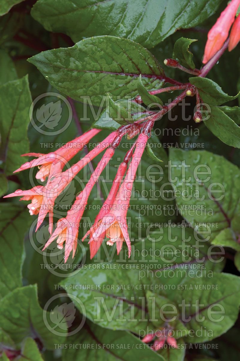 Fuchsia Gartenmeister Bonstedt (Fuchsia)  3