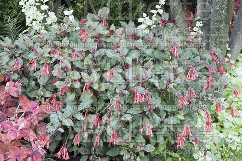 Fuchsia Gartenmeister Bonstedt (Fuchsia)  4