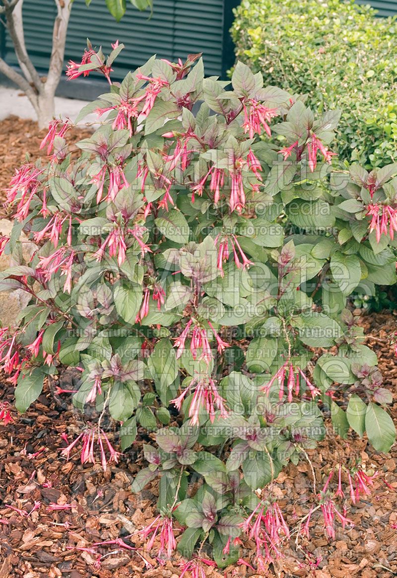 Fuchsia Gartenmeister Bonstedt (Fuchsia)  2