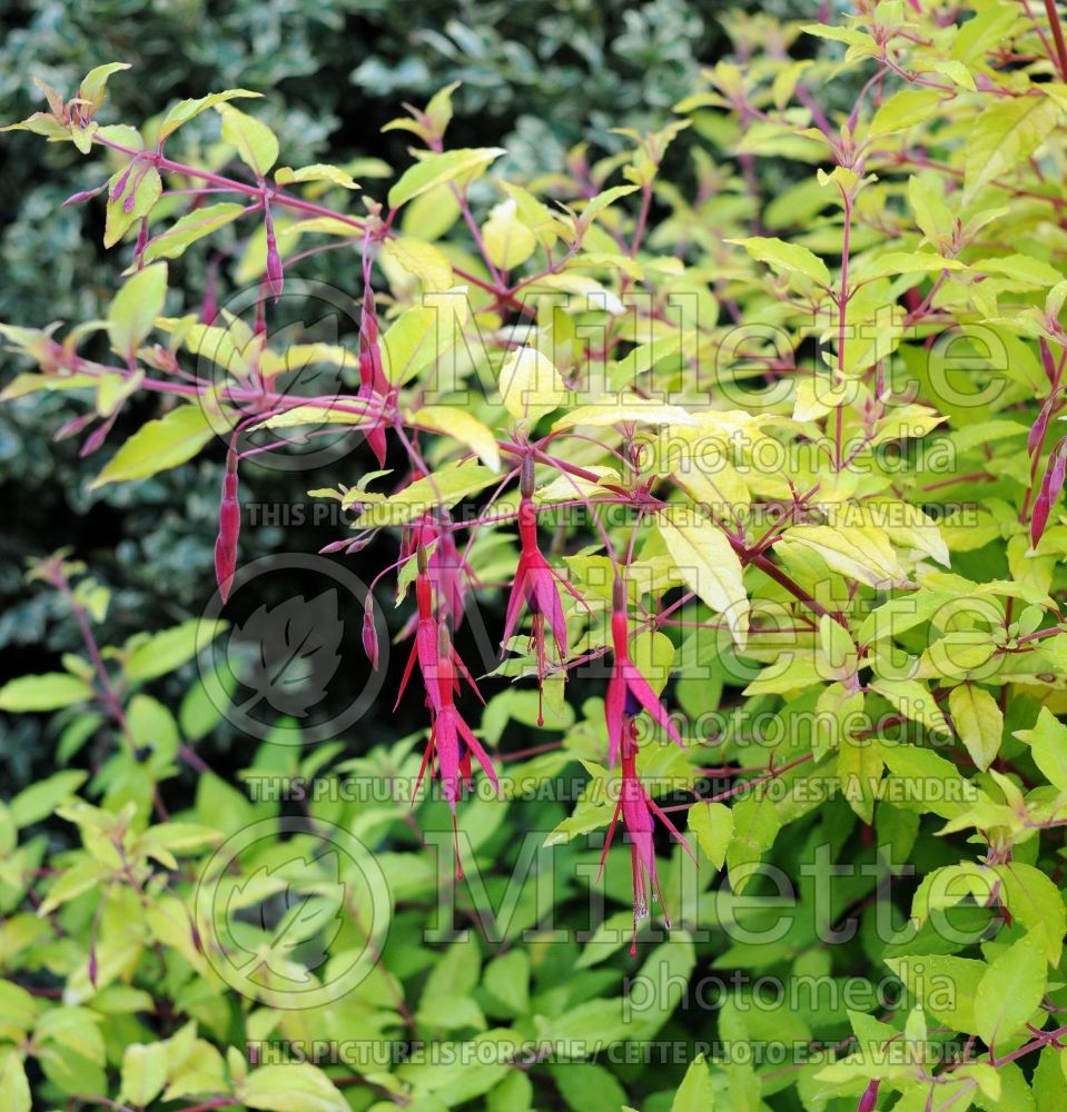 Fuchsia Aurea (Bush Fuchsia) 1 