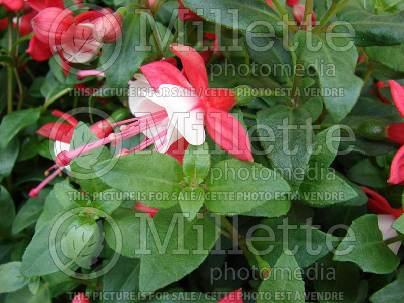 Fuchsia Shadow Dancers Betty or Shabetty (Fuchsia) 3 